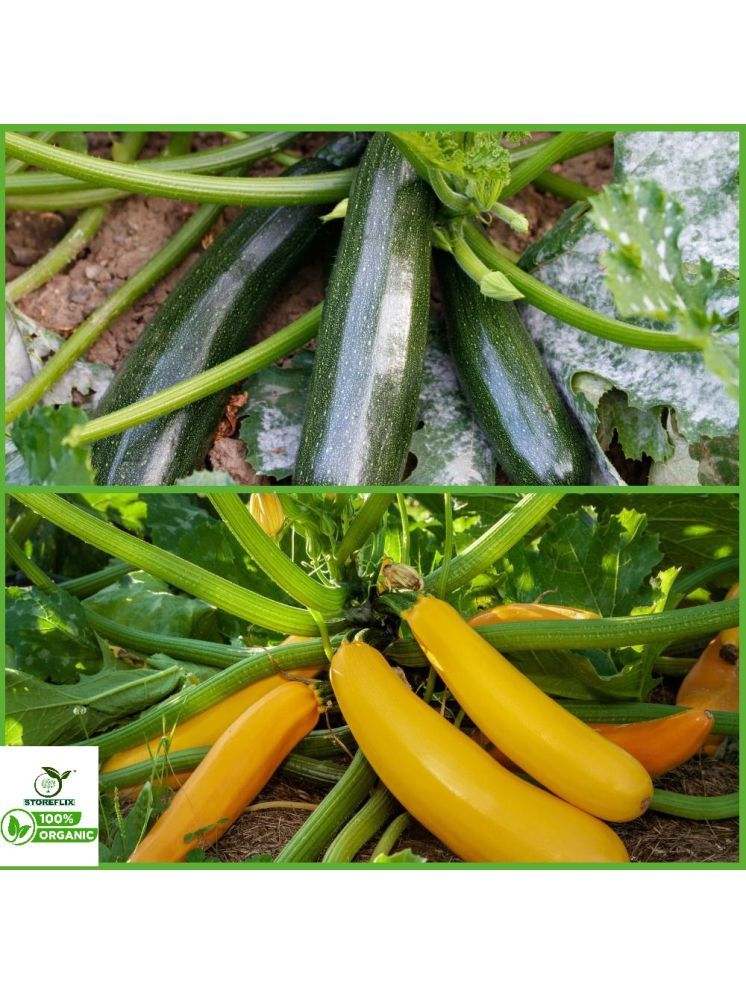     			STOREFLIX Organic Green Zucchini Vegetable ( 5 Seeds )