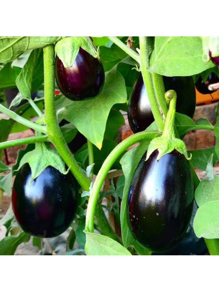     			Jignisha Seeds Brinjal Vegetable ( 100 Seeds )