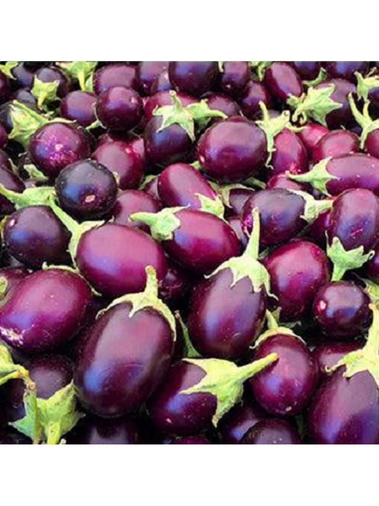     			Jignisha Seeds Hybrid Aubergine Vegetable ( 50 Seeds )