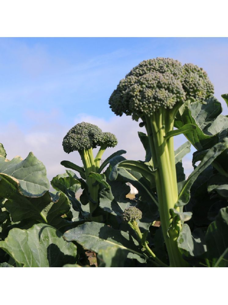     			Jignisha Seeds Hybrid Broccoli Vegetable ( 100 Seeds )