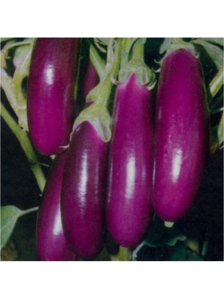     			Jignisha Seeds Organic Aubergine Vegetable ( 50 Seeds )