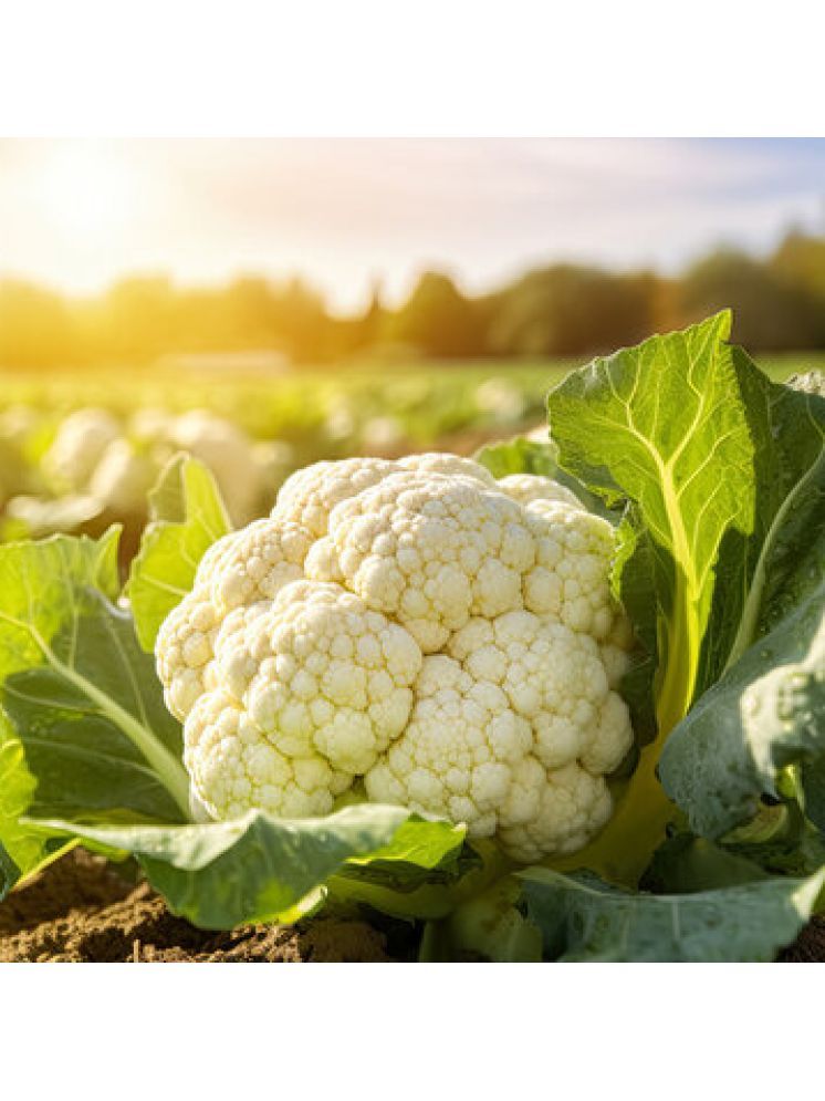     			Jignisha Seeds Cauliflower Vegetable ( 50 Seeds )