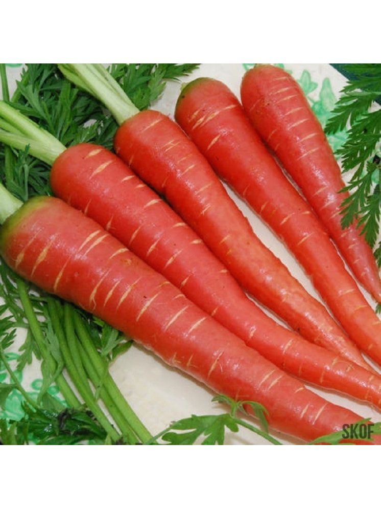     			Jignisha Seeds Hybrid Carrot Vegetable ( 50 Seeds )