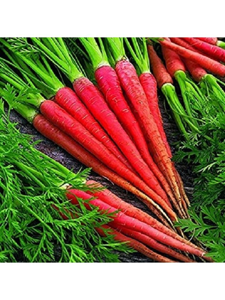     			Jignisha Seeds Hybrid Red Carrot Vegetable ( 50 Seeds )