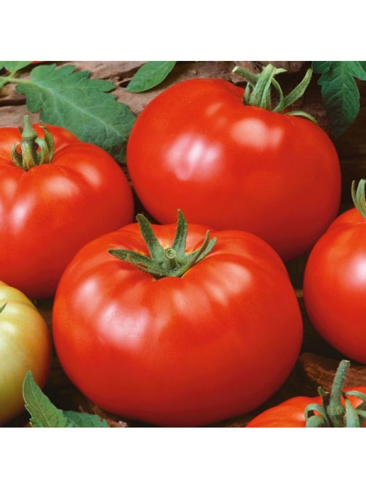     			Jignisha Seeds Hybrid Tomato Vegetable ( 50 Seeds )