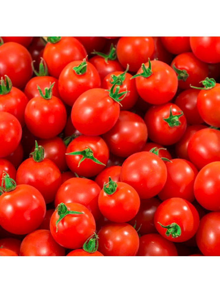     			Jignisha Seeds Hybrid Tomato Vegetable ( 50 Seeds )