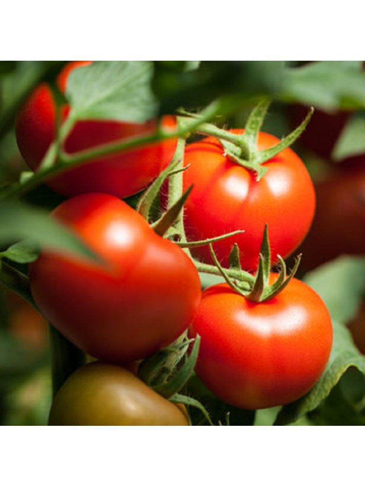     			Jignisha Seeds Hybrid Tomato Vegetable ( 100 Seeds )