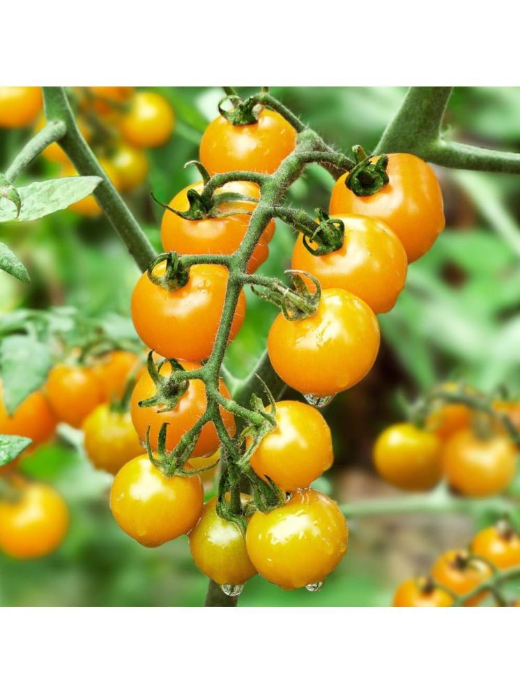     			Jignisha Seeds Hybrid Yellow Cherry Tomato Vegetable ( 50 Seeds )