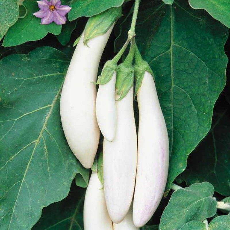     			Jignisha Seeds Organic Aubergine Vegetable ( 50 Seeds )