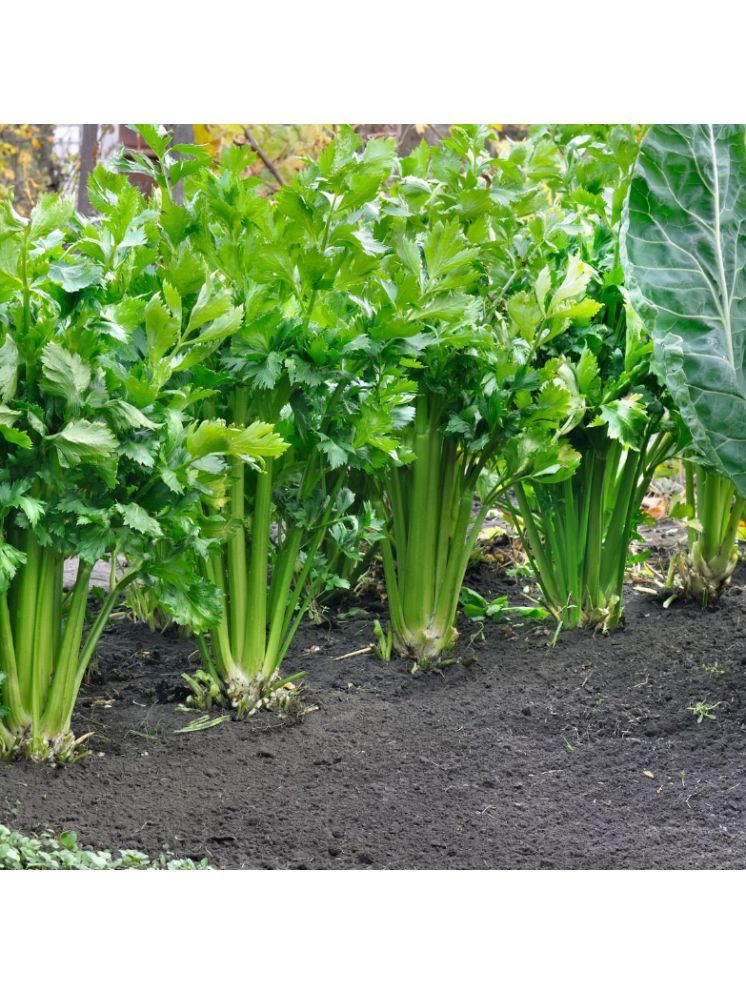     			Jignisha Seeds Organic Celery Vegetable ( 100 Seeds )