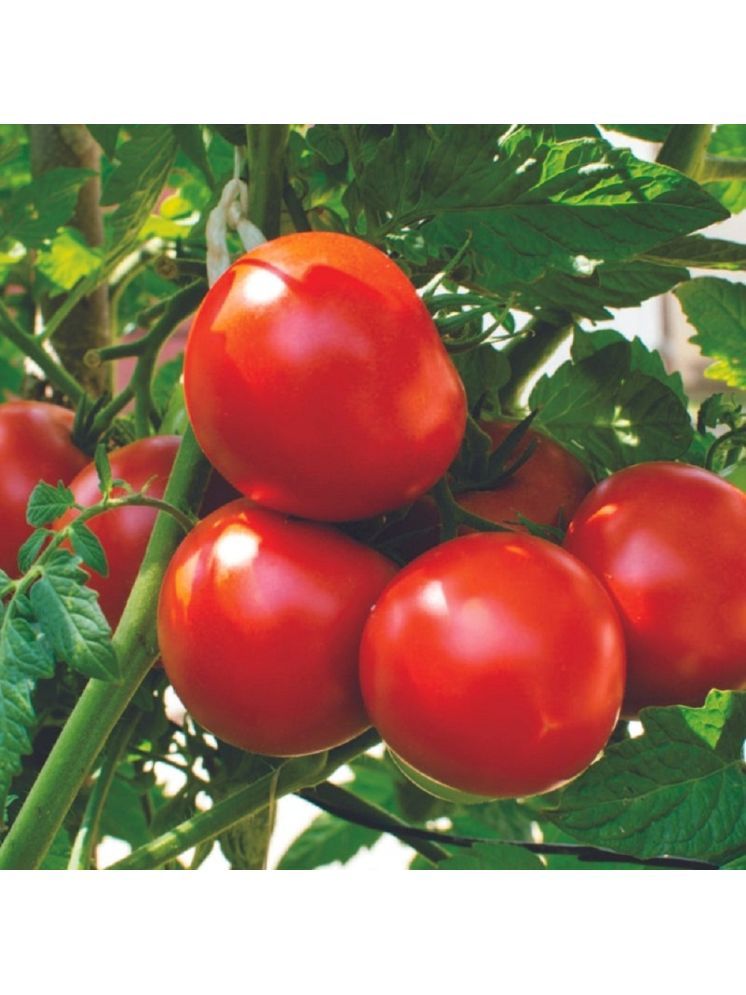     			Jignisha Seeds Organic Tomato Vegetable ( 50 Seeds )