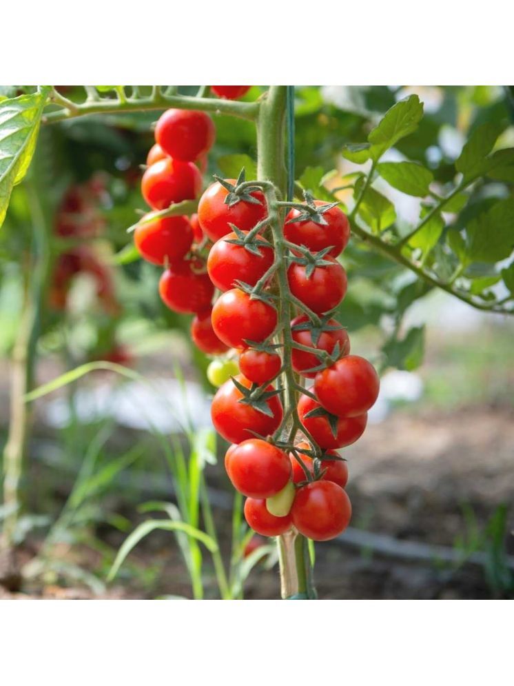     			Jignisha Seeds Organic Tomato Vegetable ( 50 Seeds )