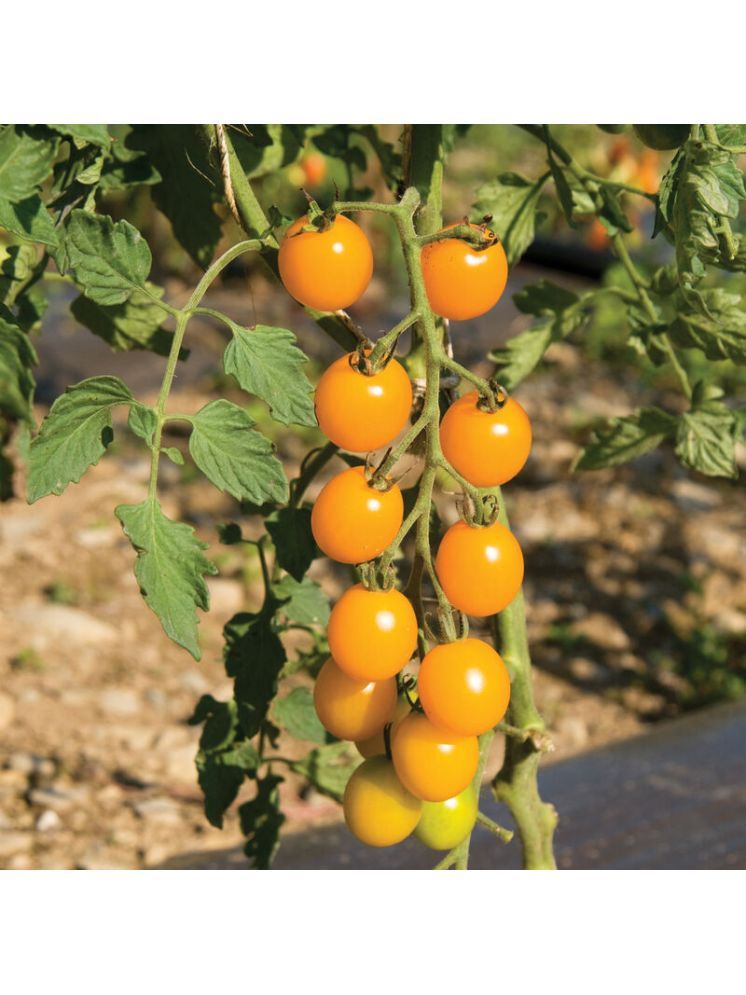     			Jignisha Seeds Organic Tomato Vegetable ( 50 Seeds )