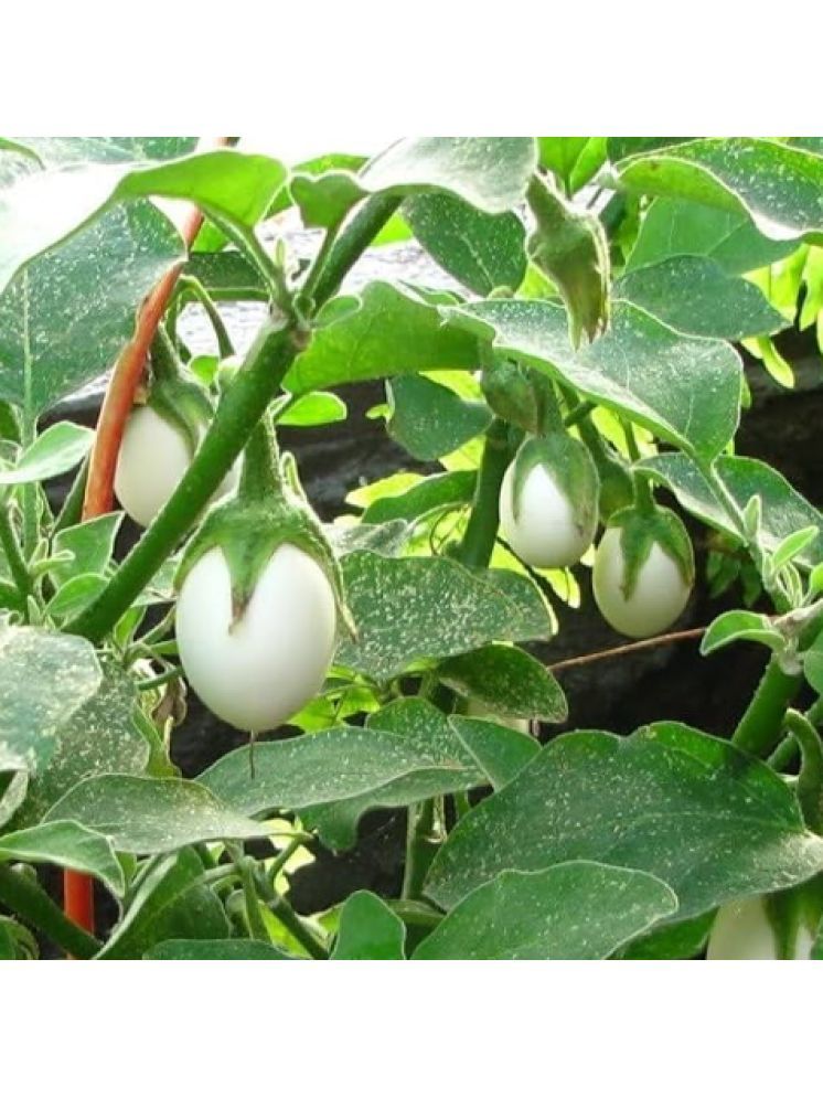     			Jignisha Seeds Organic White Brinjal Vegetable ( 50 Seeds )