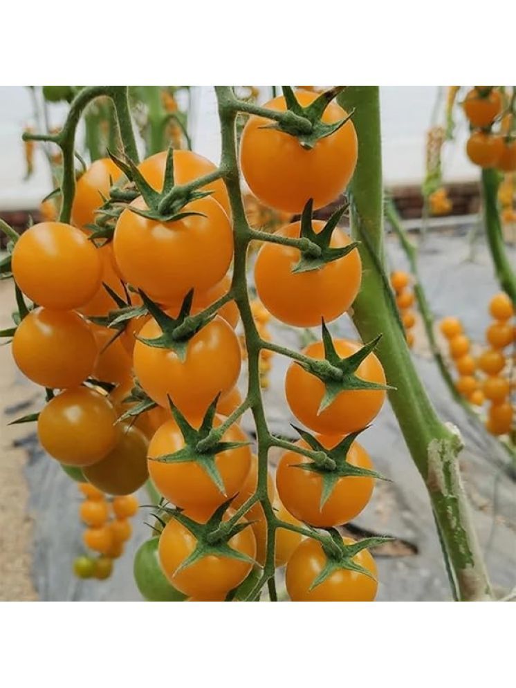     			Jignisha Seeds Organic Yellow Cherry Tomato Vegetable ( 50 Seeds )