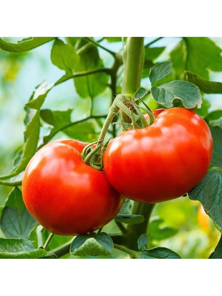     			Jignisha Seeds Tomato Vegetable ( 100 Seeds )