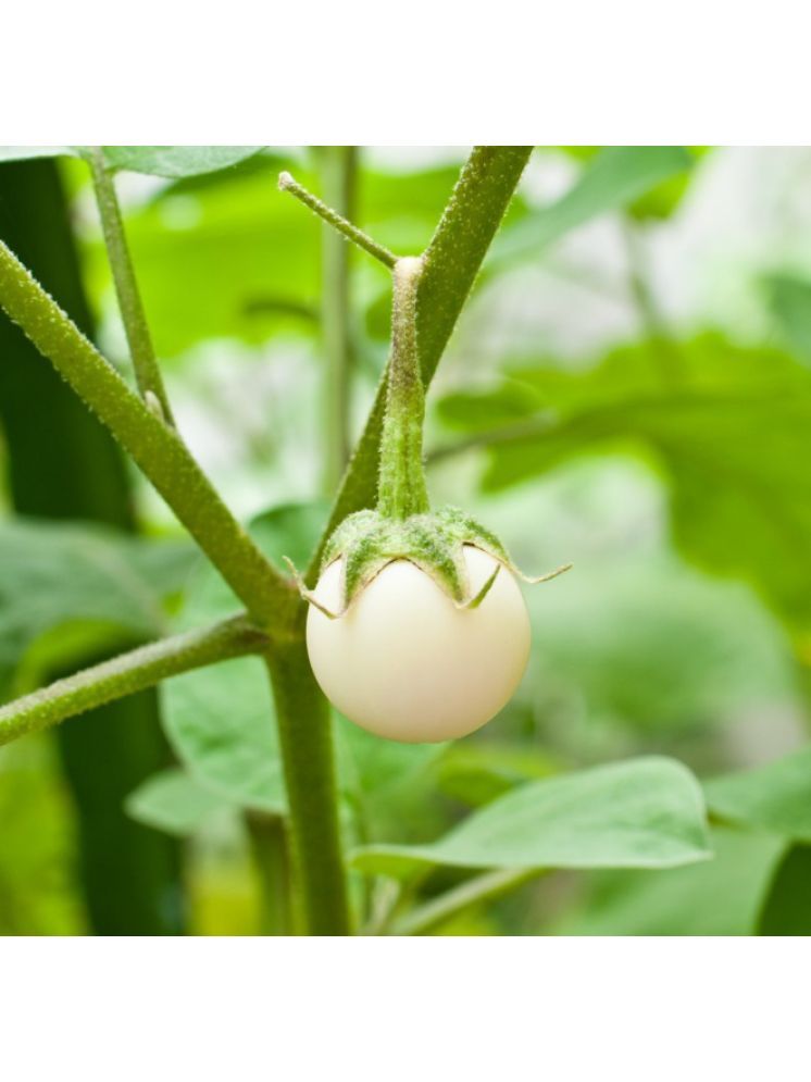     			Jignisha Seeds White Brinjal Vegetable ( 50 Seeds )