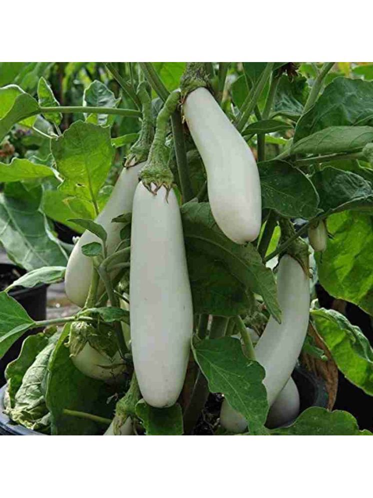     			Jignisha Seeds White Long Brinjal Vegetable ( 50 Seeds )