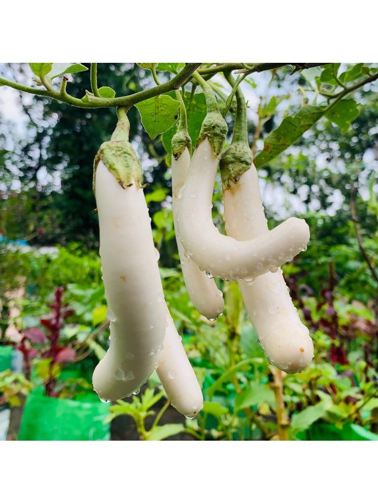     			Jignisha Seeds White Long Brinjal Vegetable ( 50 Seeds )