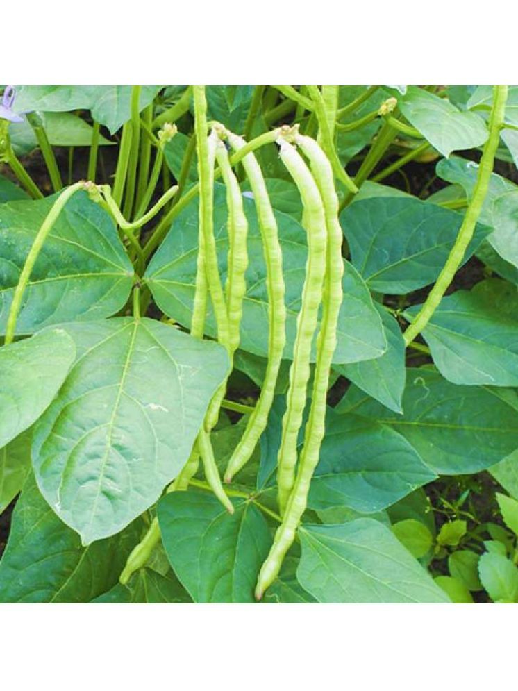     			Jignisha Seeds Black Eyed Pea Vegetable ( 50 Seeds )