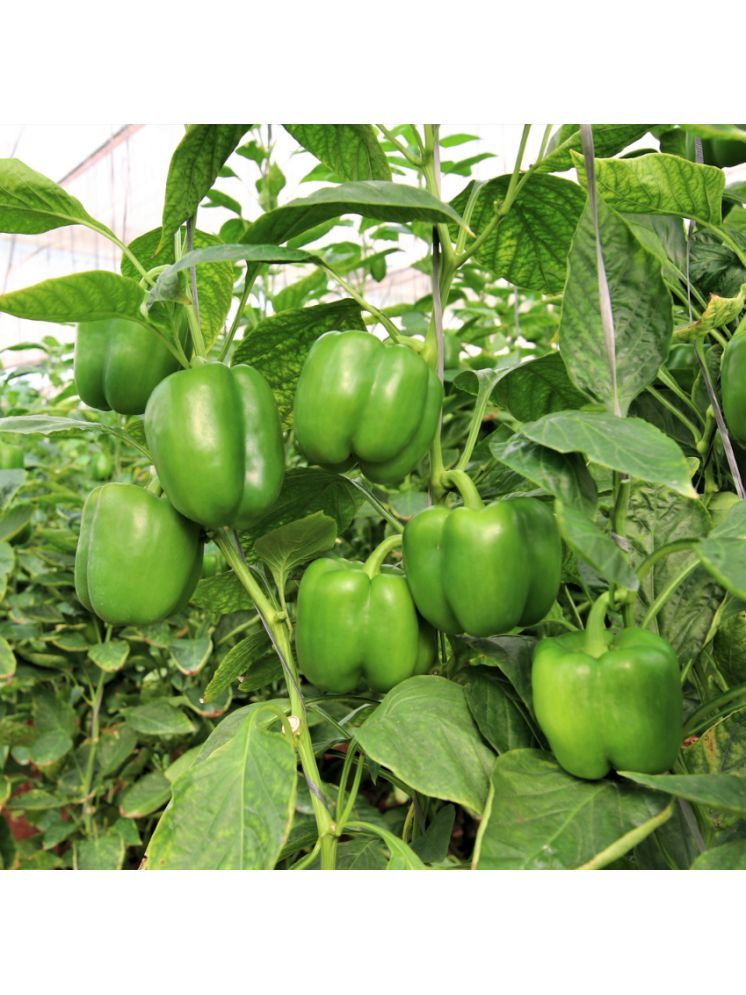     			Jignisha Seeds Capsicum Vegetable ( 50 Seeds )