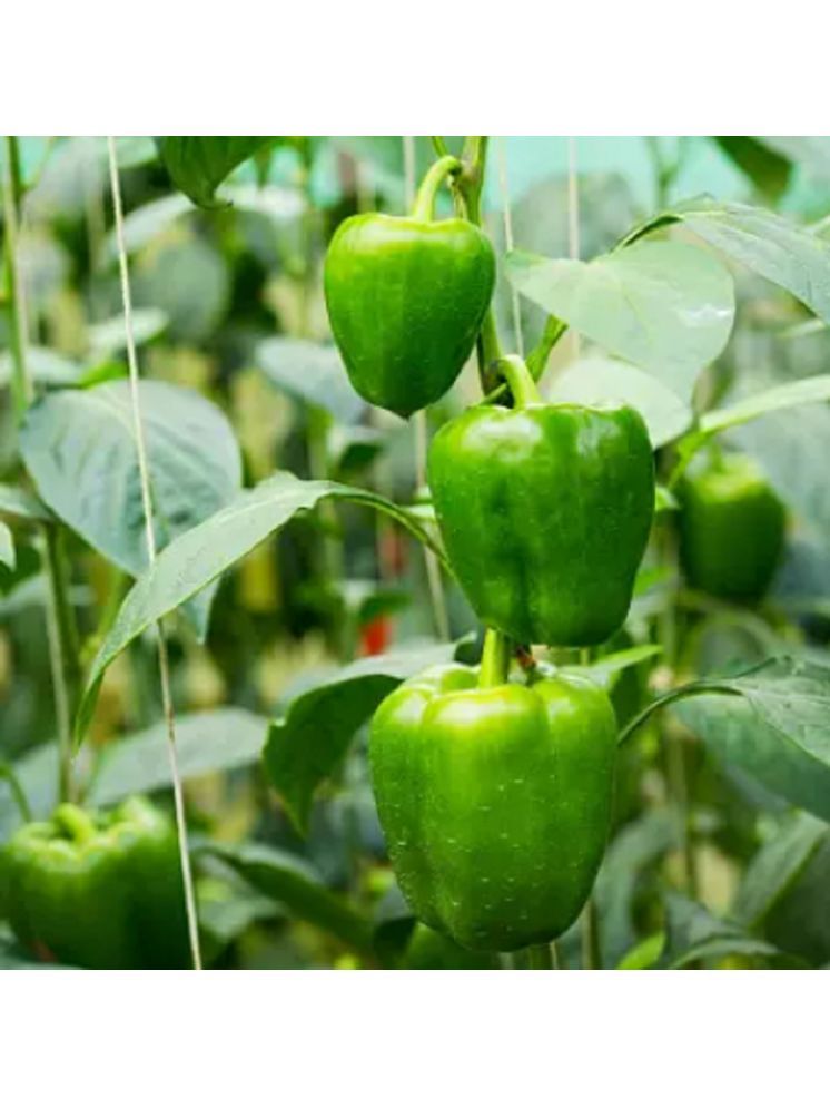     			Jignisha Seeds Green Capsicum Vegetable ( 50 Seeds )