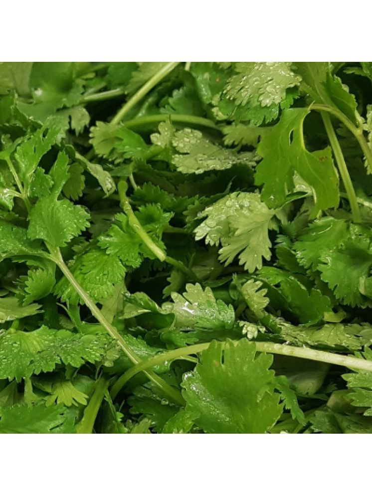     			Jignisha Seeds Hybrid Coriander Vegetable ( 100 Seeds )