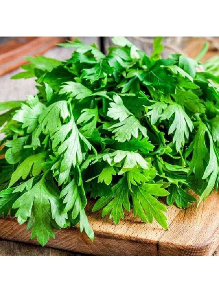     			Jignisha Seeds Hybrid Coriander Vegetable ( 100 Seeds )