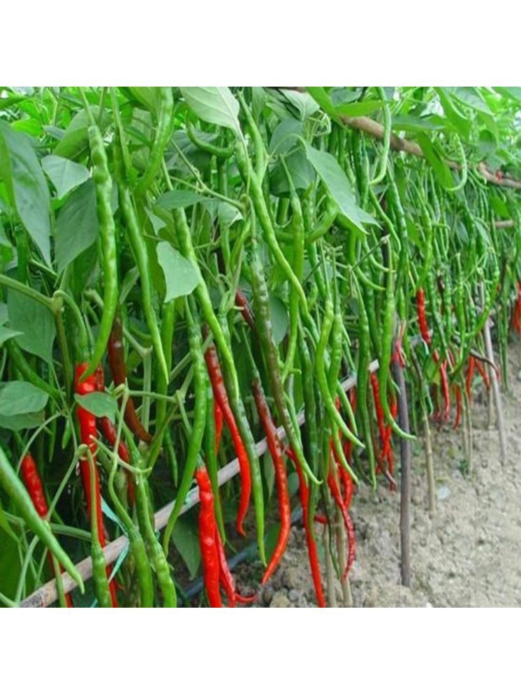     			Jignisha Seeds Hybrid Green Chilli Vegetable ( 50 Seeds )