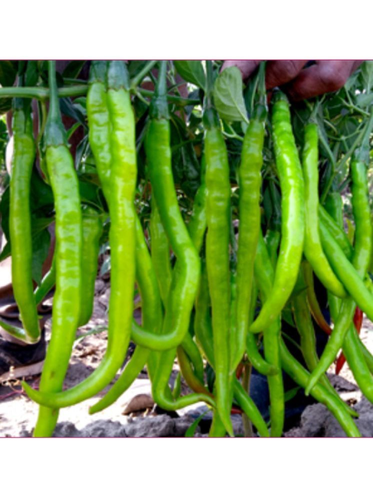     			Jignisha Seeds Hybrid Green Chilli Vegetable ( 50 Seeds )