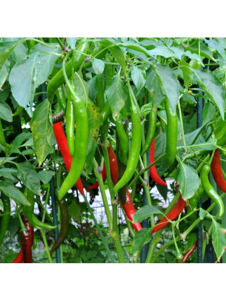     			Jignisha Seeds Hybrid Green Chilli Vegetable ( 50 Seeds )