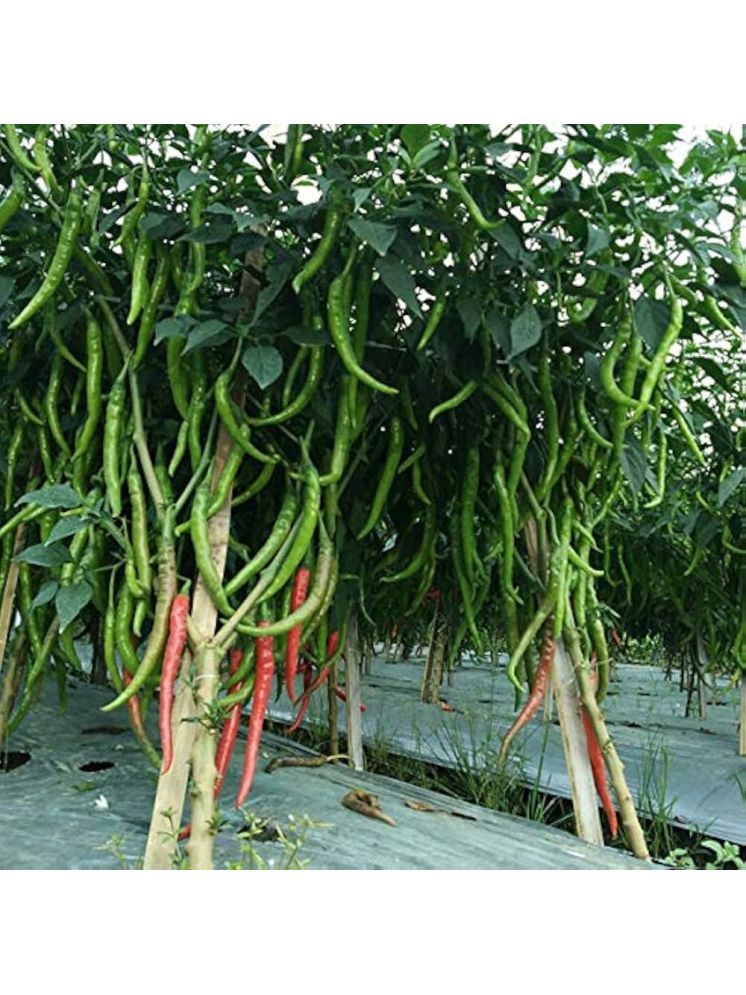     			Jignisha Seeds Hybrid Long Chilli Vegetable ( 50 Seeds )