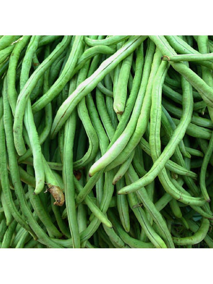     			Jignisha Seeds Lobia Beans Vegetable ( 50 Seeds )