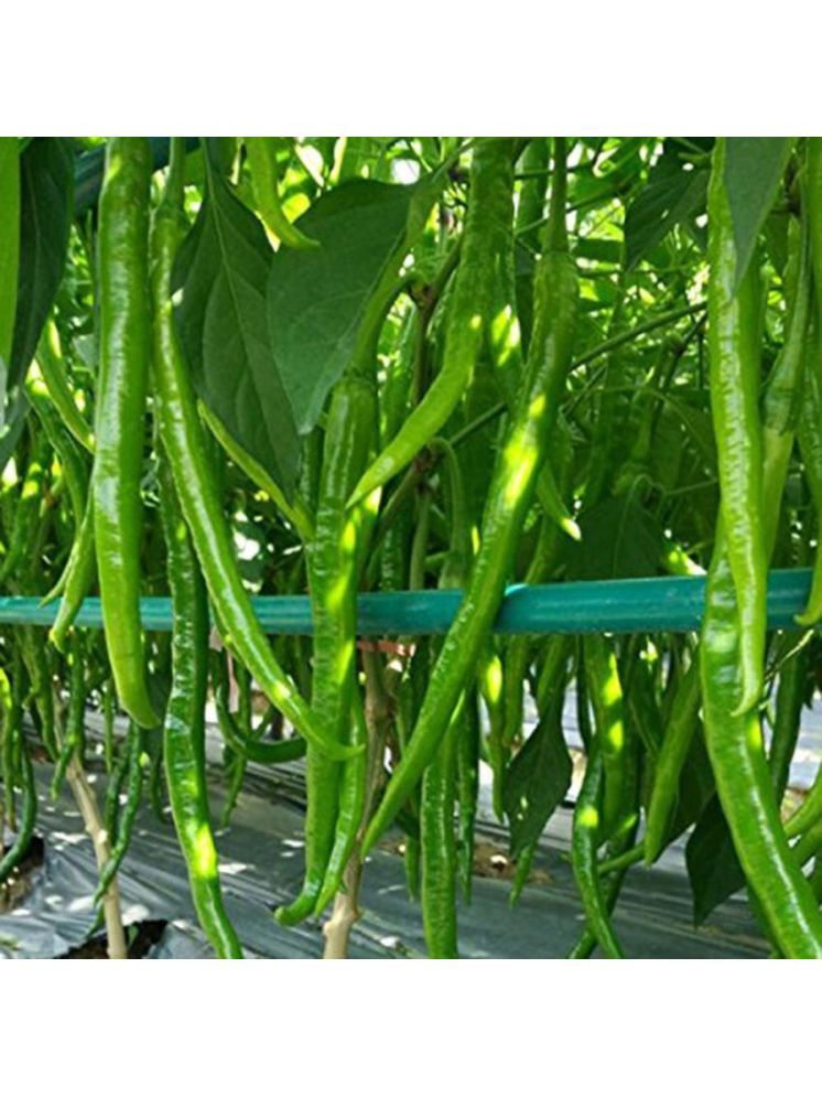     			Jignisha Seeds Organic Green Chilli Vegetable ( 50 Seeds )