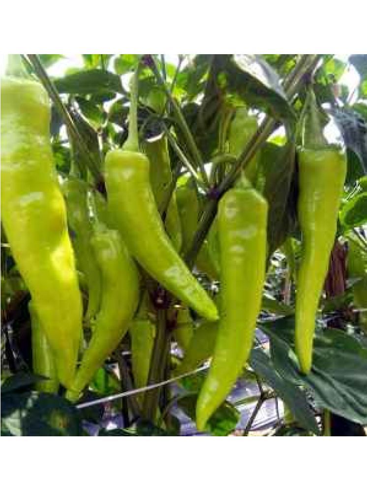     			Jignisha Seeds Organic Green Chilli Vegetable ( 50 Seeds )