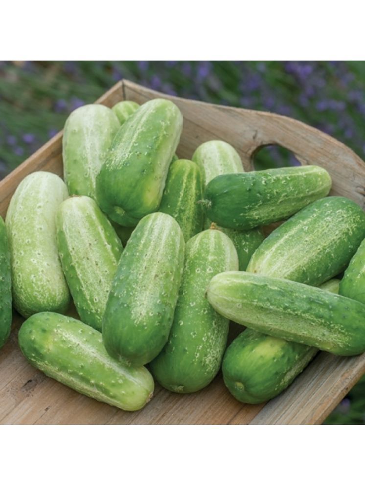     			Jignisha Seeds Cucumber Vegetable ( 50 Seeds )