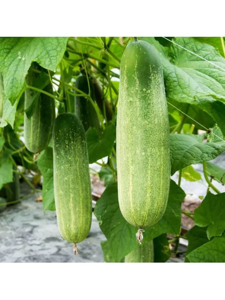     			Jignisha Seeds Green Cucumber Vegetable ( 50 Seeds )