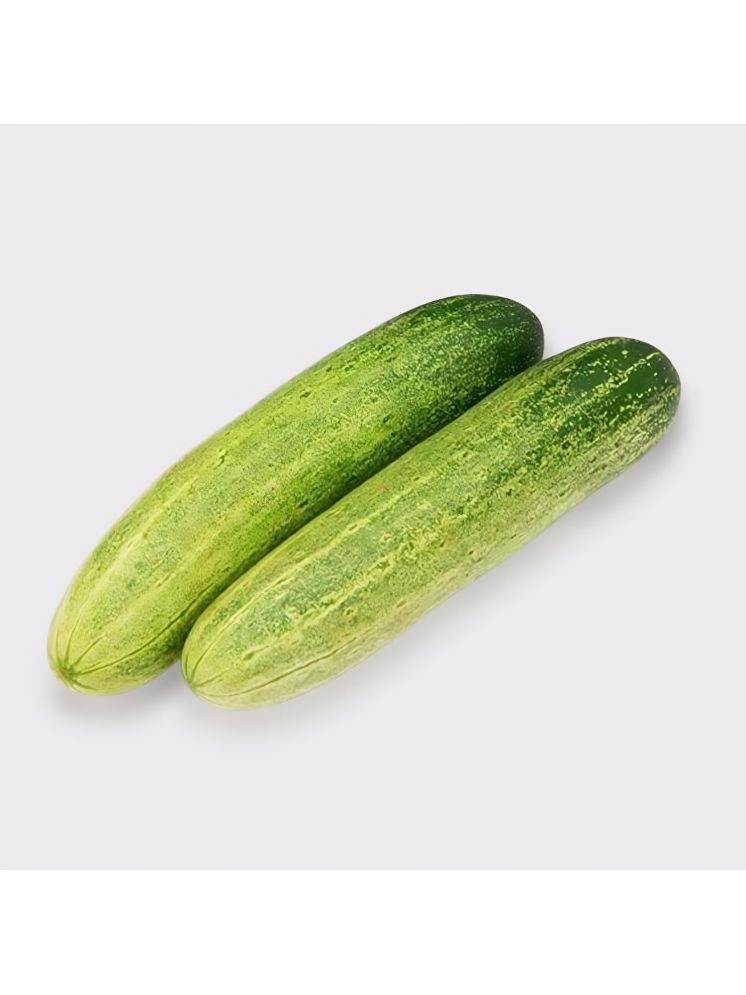     			Jignisha Seeds Hybrid Green Cucumber Vegetable ( 50 Seeds )