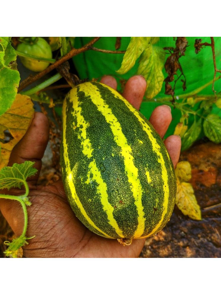     			Jignisha Seeds Cucumber Vegetable ( 30 Seeds )