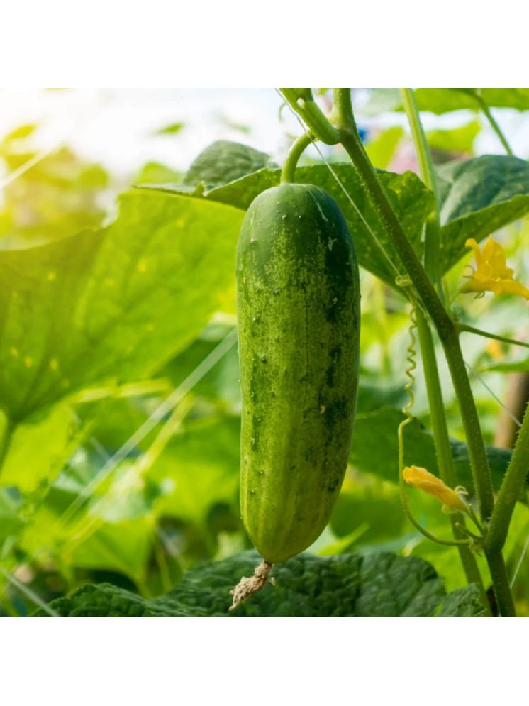     			Jignisha Seeds Hybrid Cucumber Vegetable ( 50 Seeds )