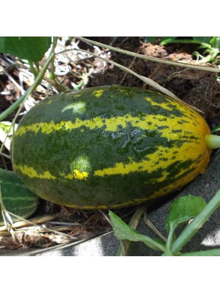     			Jignisha Seeds Hybrid Cucumber Vegetable ( 30 Seeds )