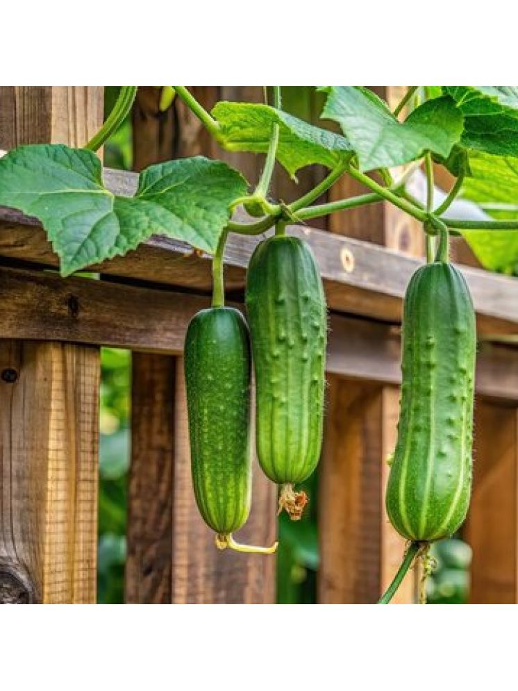     			Jignisha Seeds Hybrid Cucumber Vegetable ( 50 Seeds )