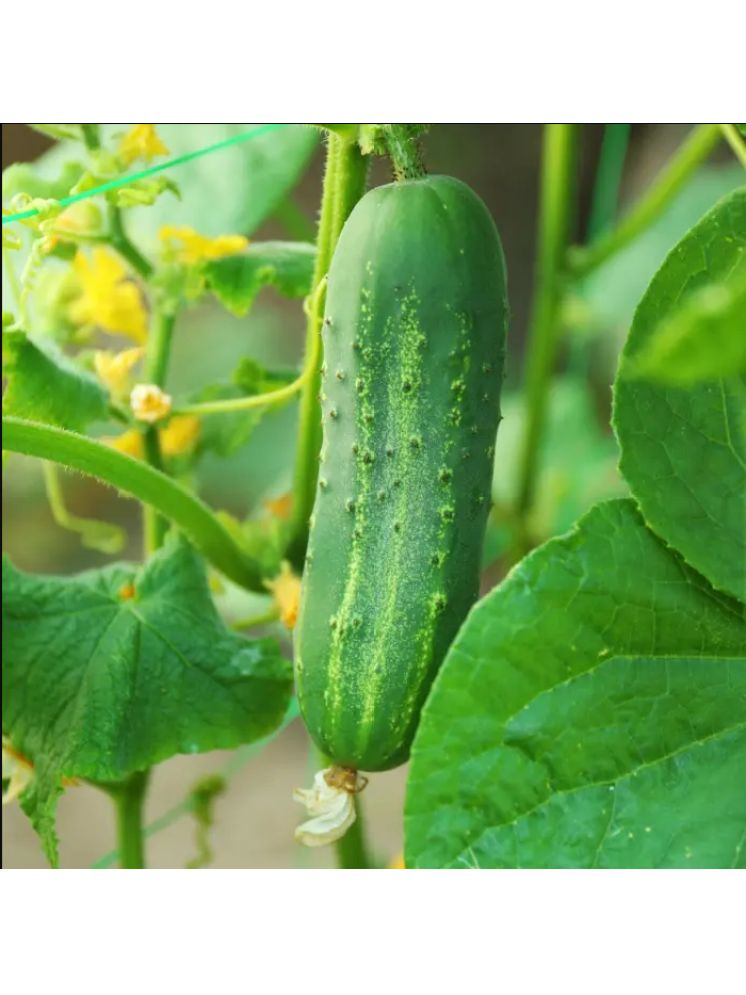     			Jignisha Seeds Kakdi Vegetable ( 50 Seeds )